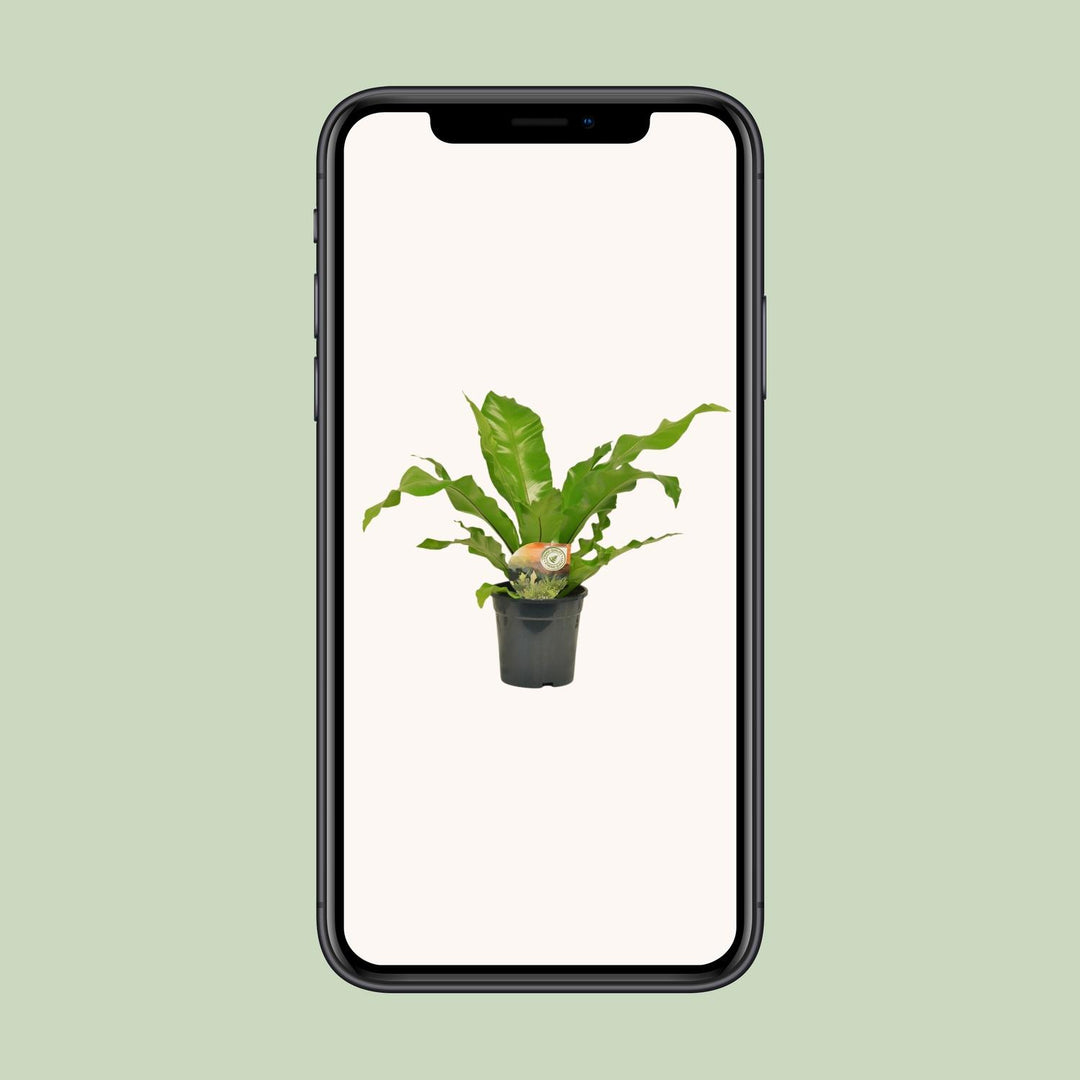 Asplenium nidus - Ø17cm - ↕60cm
