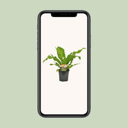 Asplenium nidus - Ø17cm - ↕60cm