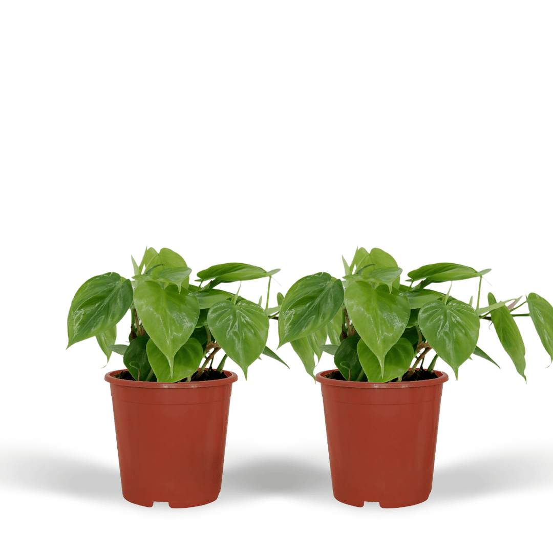 Philodendron scandens - 2 plants - ø12 - ↕15cm