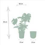 Load image into Gallery viewer, Monstera deliciosa + Pot Mayk Gold - Ø21cm - ↨80cm