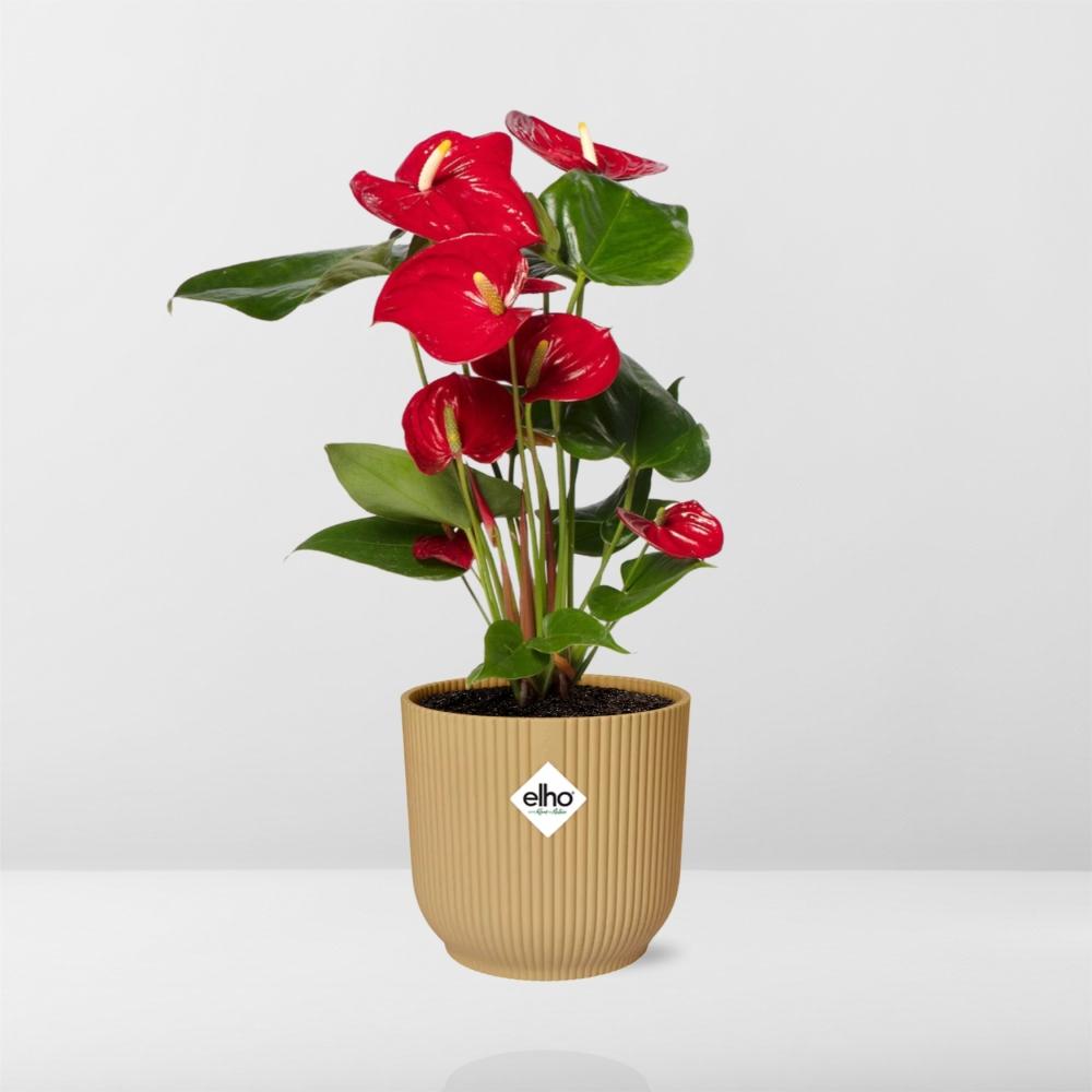 Anthurium andraeanum Rosso in vaso ELHO Vibes Fold, Giallo, Ø14cm - ↕35cm