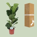 Load image into Gallery viewer, Ficus lyrata - Ø17cm - ↕60cm
