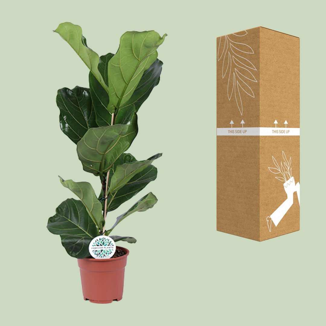 Ficus lyrata - Ø17cm - ↕60cm
