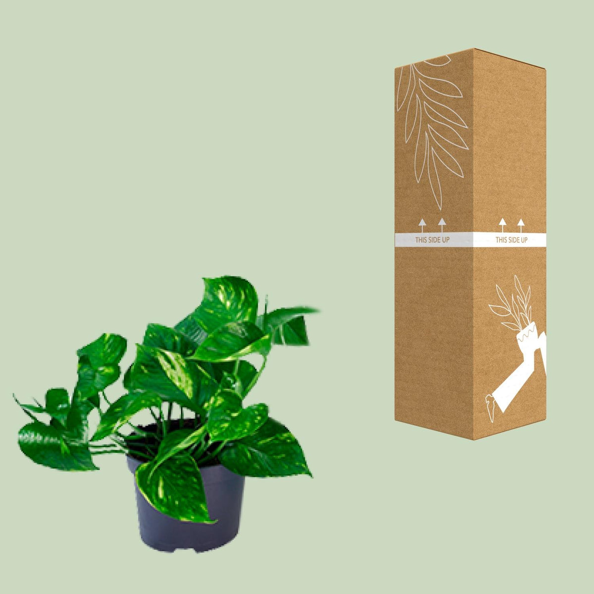 Epipremnum aureum  - Ø12cm - ↕20cm