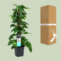 Epipremnum (Scindapsus) - Ø19cm - ↕80cm