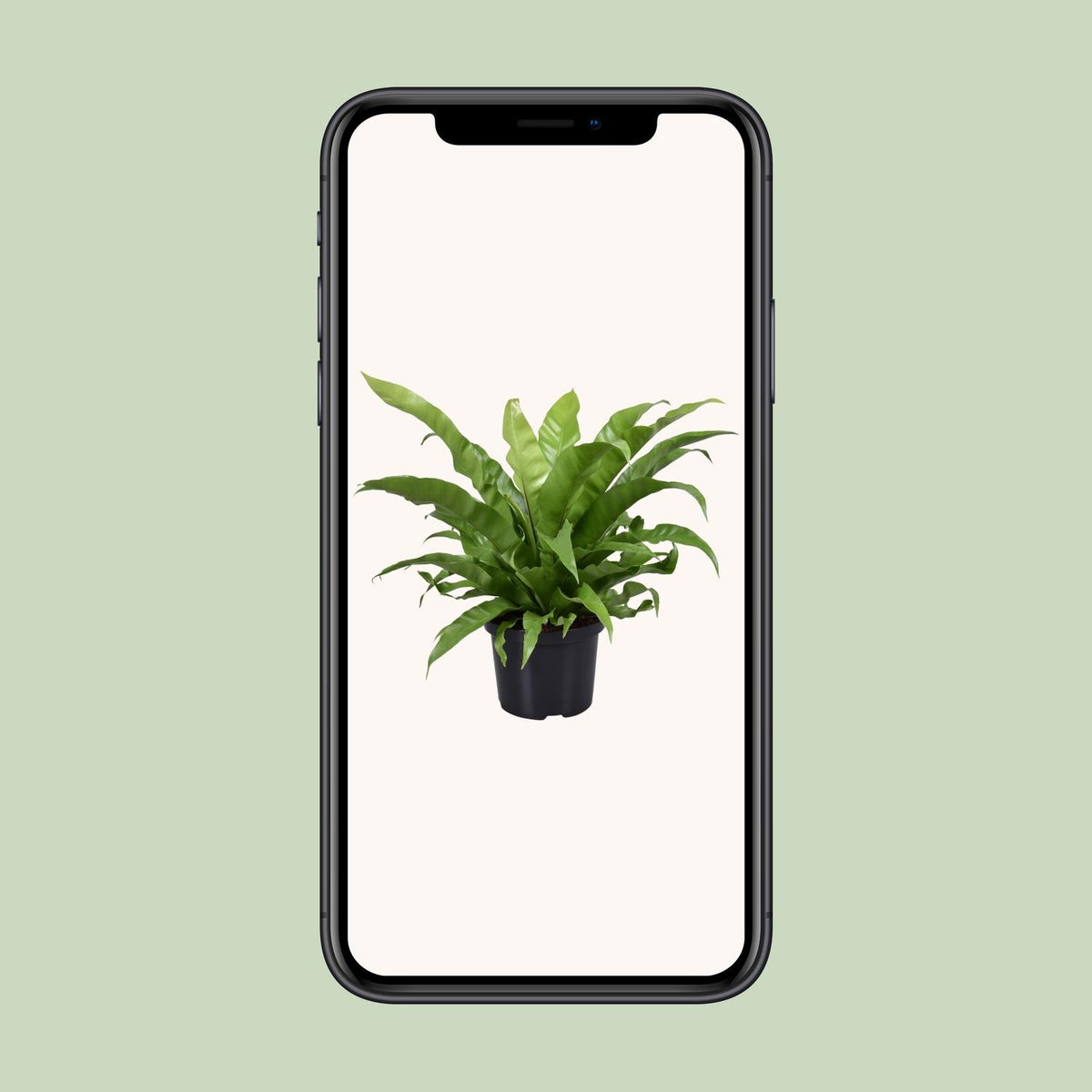 Asplenium antiquum - Ø23cm - ↕60cm