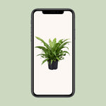 Load image into Gallery viewer, Asplenium antiquum - Ø23cm - ↕60cm