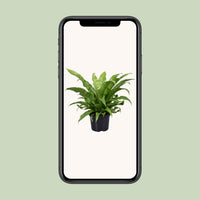 Asplenium antiquum - Ø23cm - ↕60cm