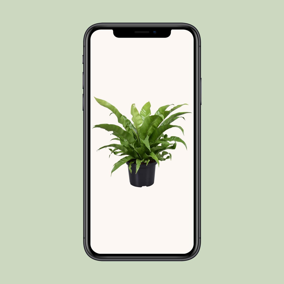 Asplenium antiquum - Ø23cm - ↕60cm