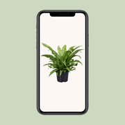 Asplenium antiquum - Ø23cm - ↕60cm