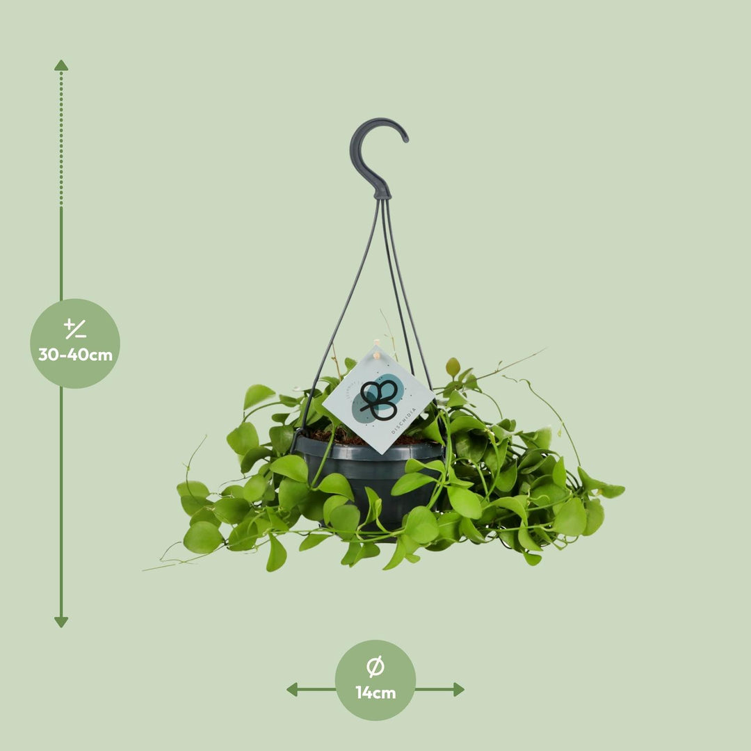 Dischidia imbricata - Ø14 ↕40
