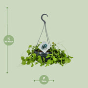 Dischidia imbricata - Ø14 ↕40