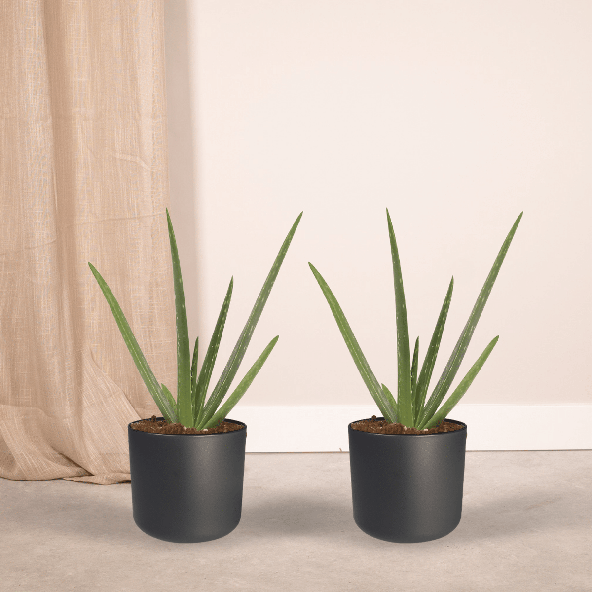 Aloe vera - 2 plants - ø12 - ↕40cm