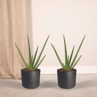 Aloe vera - 2 plants - ø12 - ↕40cm