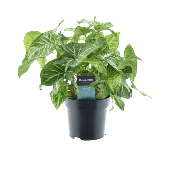 Syngonium 'Arrow' - Ø14cm - ↕25cm