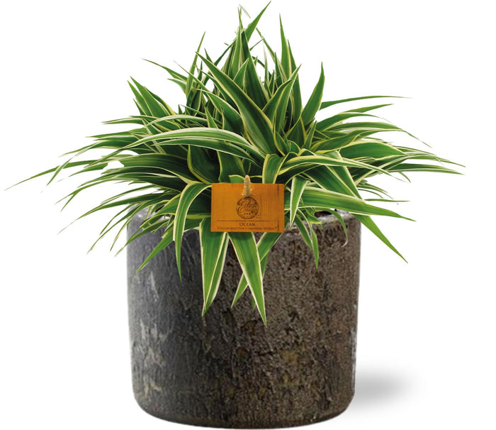 Chlorophytum comosum 'Ocean' - Ø15cm - ↕25cm + Maas Pot D16x14cm - Brown
