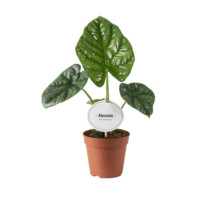 Alocasia 'Lukiwan' - Ø12cm - ↕20cm