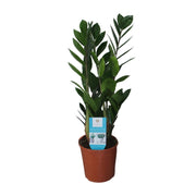 Zamioculcas zamiifolia - Ø14cm - ↕55cm