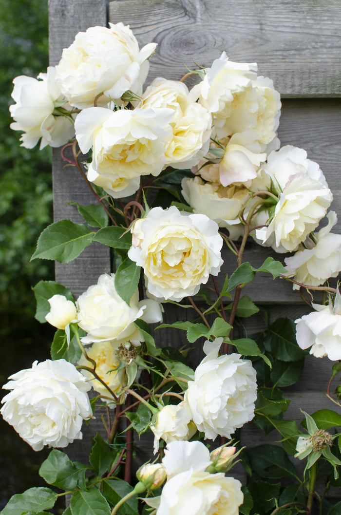 Rosa 'Crazy in love', Vanilla - Ø15cm - ↕65cm