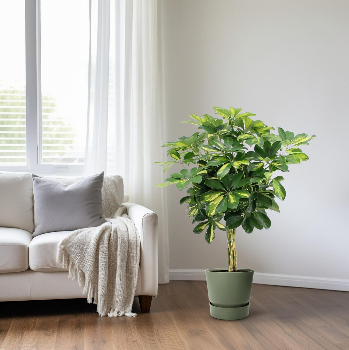 Schefflera arboricola 'Gold Capella' - Ø19cm - ↕75cm