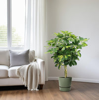Schefflera arboricola 'Gold Capella' - Ø19cm - ↕75cm