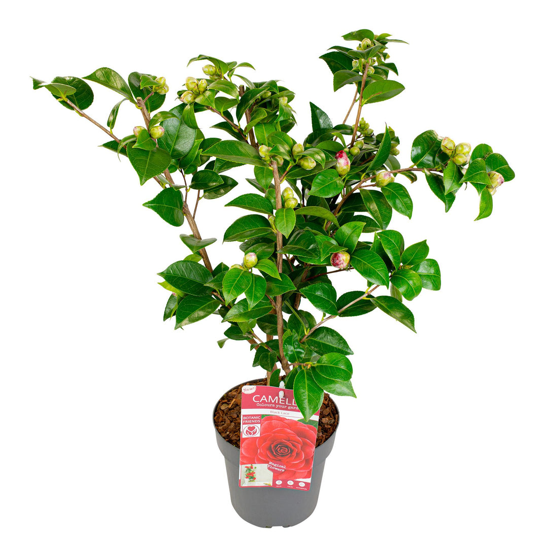 Camellia japonica 'Black Lace' - Ø19cm - ↨65cm