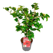 Camellia japonica 'Black Lace' - Ø19cm - ↨65cm