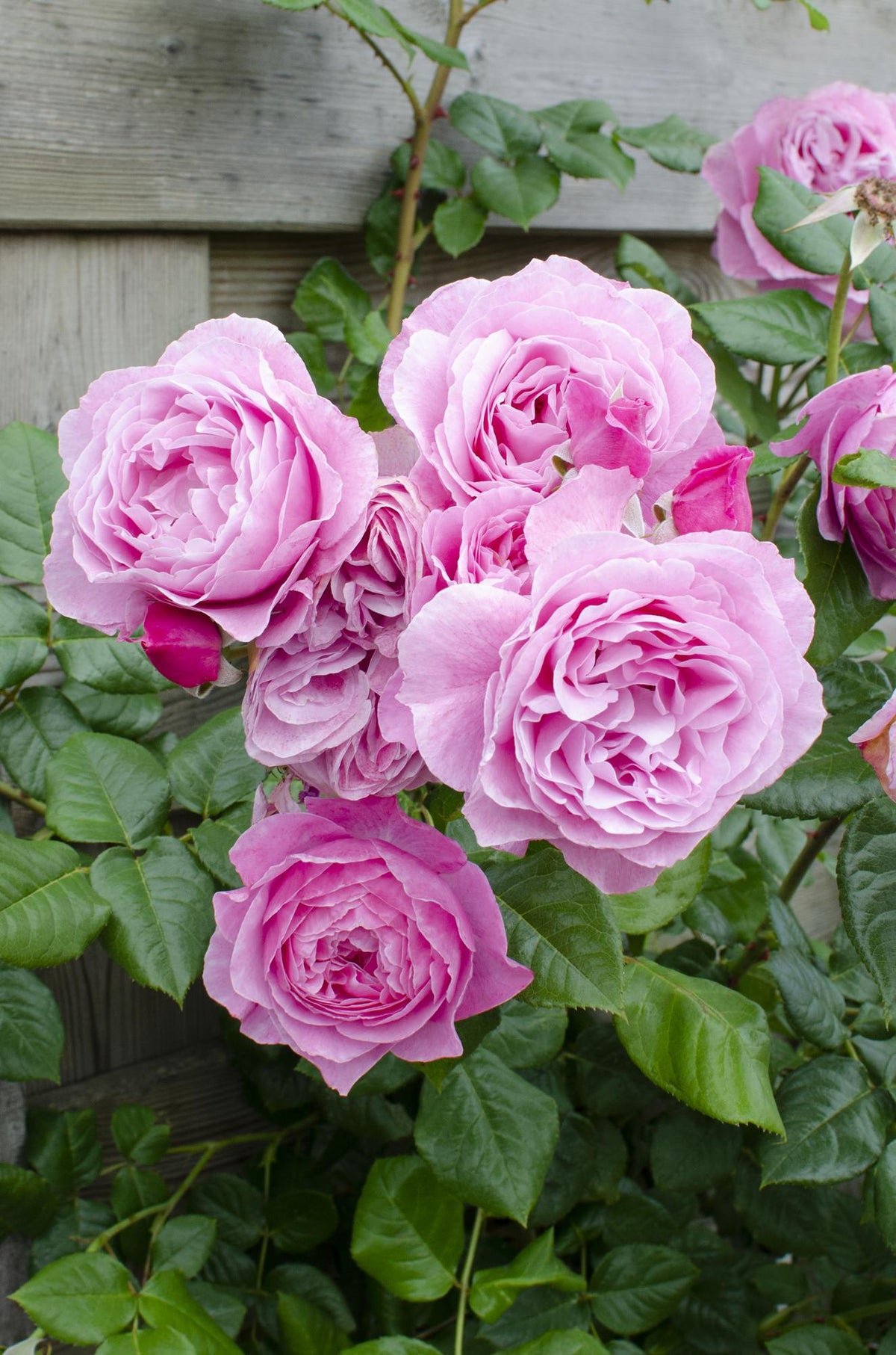 Rosa 'Crazy in love Pink', Rosa - Ø15cm - ↕65cm