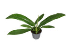Load image into Gallery viewer, Philodendron campiii - Ø14cm - ↕40cm
