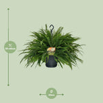 Load image into Gallery viewer, Nephrolepis exaltata 'Green Lady' - Ø20cm - ↕60cm