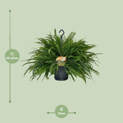Nephrolepis exaltata 'Green Lady' - Ø20cm - ↕60cm
