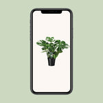 Carica l'immagine nel visualizzatore Galleria, Monstera deliciosa  - Ø21cm - ↕65cm