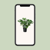Monstera deliciosa  - Ø21cm - ↕65cm