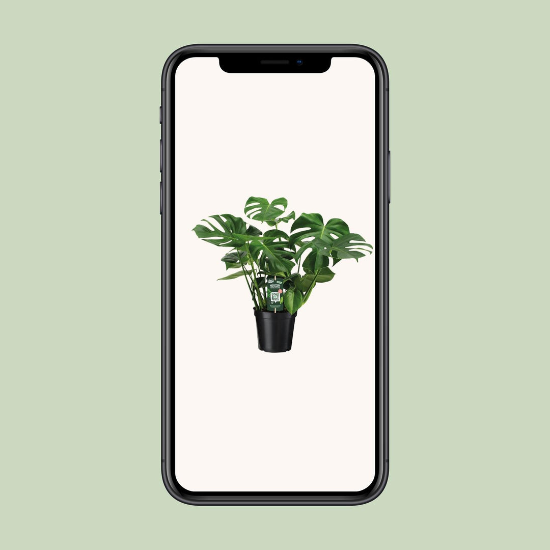 Monstera deliciosa  - Ø21cm - ↕65cm