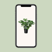 Monstera deliciosa  - Ø21cm - ↕65cm