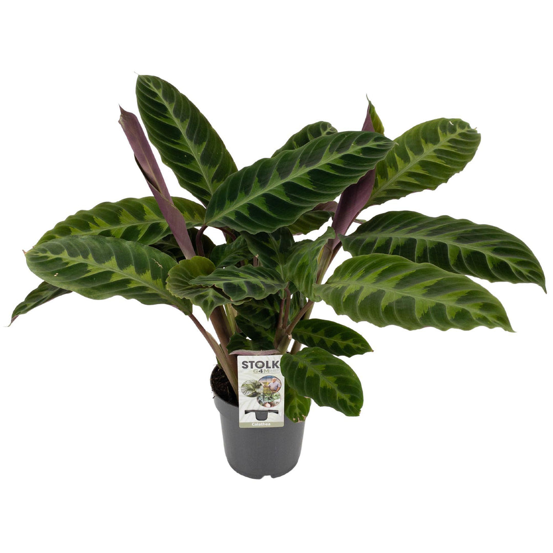 Calathea warscewiczii - Ø14cm - ↕50cm