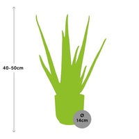 Aloe vera in vaso ELHO Vibes Fold pot, Giallo, Ø14cm - ↕45cm