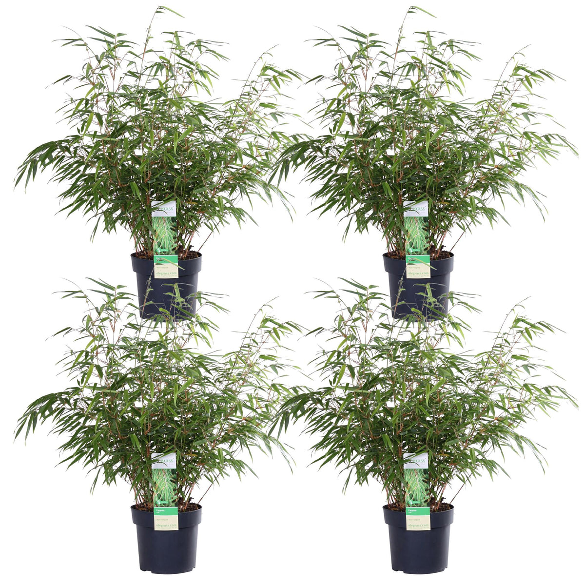 Fargesia rufa (Bambù) - 4 piante - Ø19cm ↨60cm