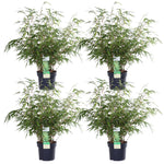 Load image into Gallery viewer, Fargesia rufa - 4 pieces - ↨60cm - Ø19
