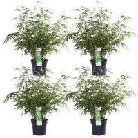 Fargesia rufa (Bambù) - 4 piante - Ø19cm ↨60cm