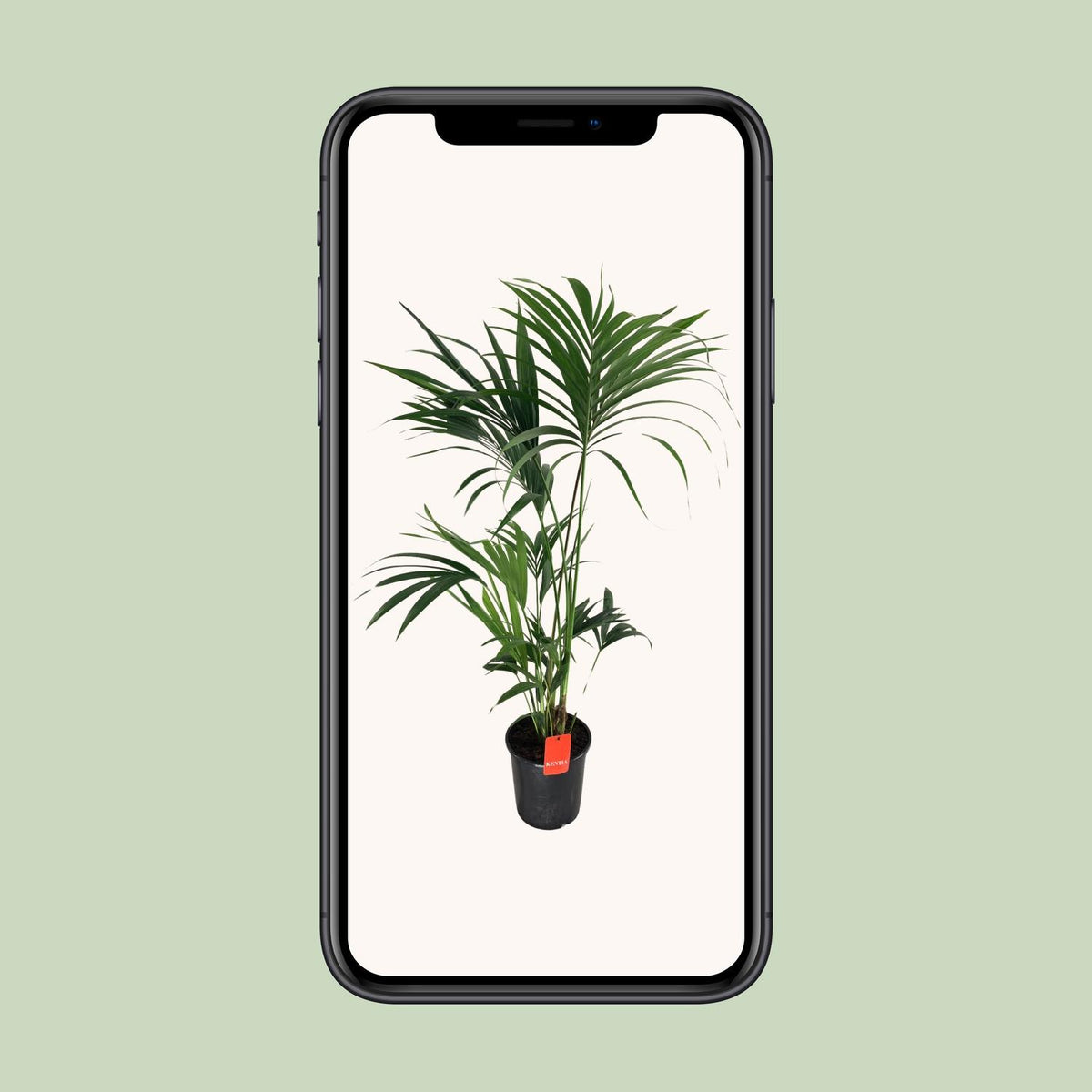 Howea Forsteriana (Kentia) - Ø24cm - ↕130cm