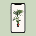 Load image into Gallery viewer, Howea Forsteriana (Kentia) - Ø24cm - ↕130cm