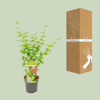 Acer palmatum 'Going Green' - Ø19cm - ↕50cm