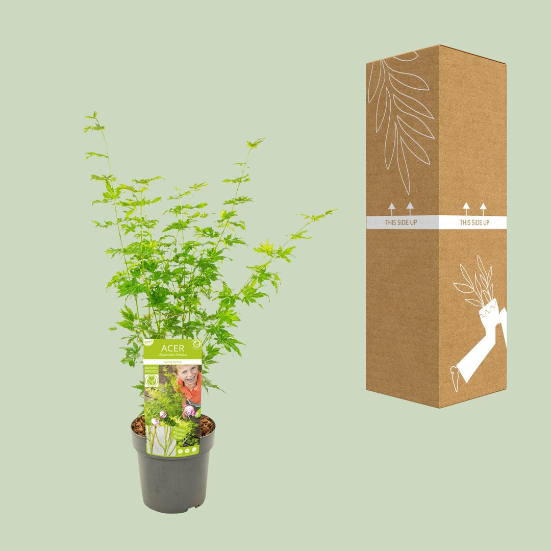 Acer palmatum 'Going Green' - Ø19cm - ↕50cm