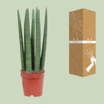 Load image into Gallery viewer, Sansevieria trifasciata 'Straight' - Ø12cm - ↕40cm