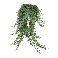Hedera helix 'Pitsburg' - Ø24cm - ↕70cm