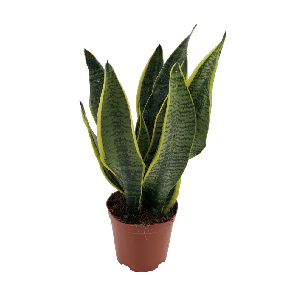 Sansevieria futura 'Superba' - Ø12cm - ↕40cm