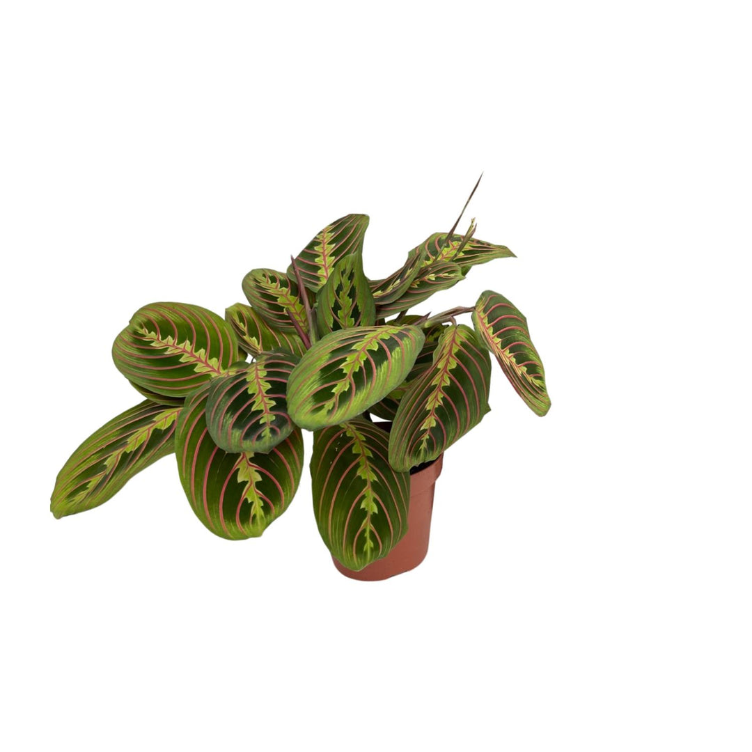 Maranta leuconeura 'Fascinator' (Arrowroot) - Ø12cm - ↕20cm