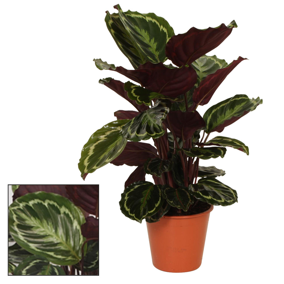 Calathea roseopicta 'Medallion' - Ø19cm - ↕75cm