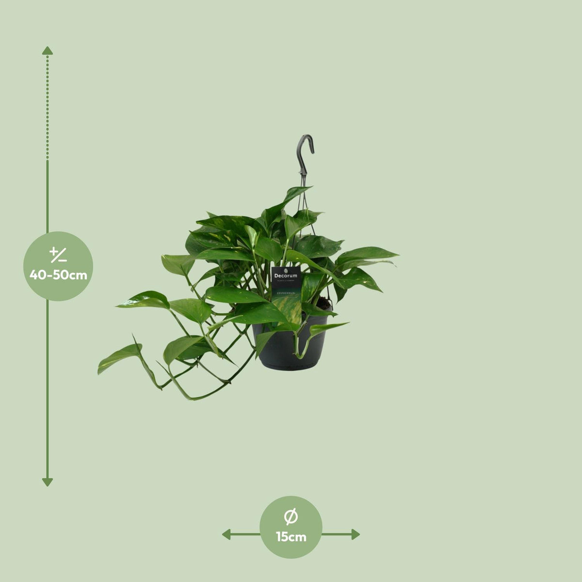 Epipremnum (Scindapsus) - Ø15cm - ↕45cm